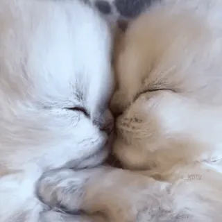 💋 Katzen, Kätzchen, süß, Tiere, Haustiere, schlafend whatsapp sticker