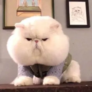 😂 chat, chat persan, animal, animal de compagnie, mignon, duveteux, chat blanc, grincheux telegram sticker