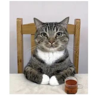 🐱 chat, boire, table, chaise, tasse, tigré, thé telegram sticker