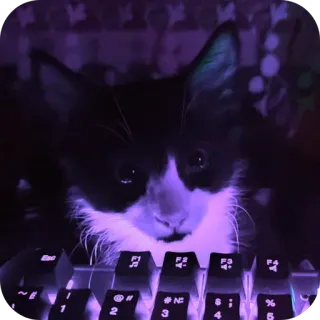 🐱 kucing, keyboard, hewan, hewan peliharaan, komputer, mengetik whatsapp sticker
