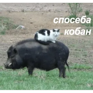 Твои стикеры — @stckrRobot telegram stickers