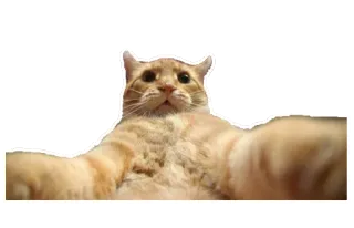 🤤 cat, animal, funny, selfie, meme telegram sticker