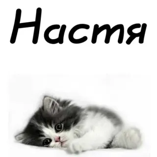 👸 Настя chaton, chat, mignon, animal, animal de compagnie, nom telegram sticker