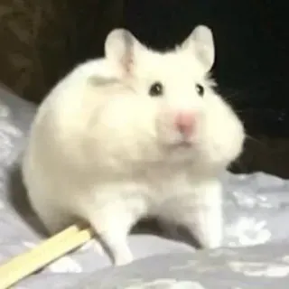 🫤 hamster, animal, animal de compagnie, rongeur, mignon, drôle, blanc telegram sticker