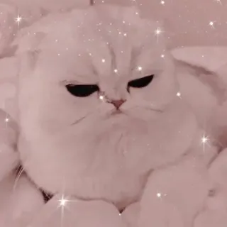 🐱 고양이, 새끼 고양이, 귀여운, 동물, 애완 동물, 흰 고양이, 보송보송한 telegram sticker