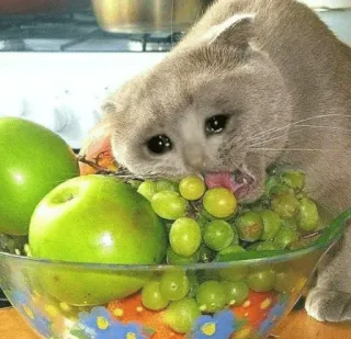 😩 猫, ぶどう, 泣く, フルーツ, 悲しい, ボウル telegram sticker