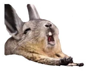😪 knaagdier, dier, mara, haas telegram sticker
