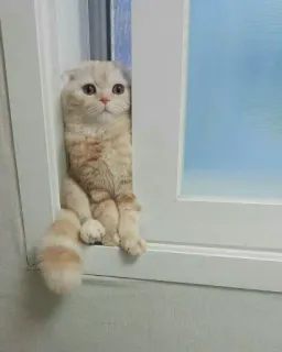 🍑 cat, window, cute, pet, animal, scottish fold telegram sticker