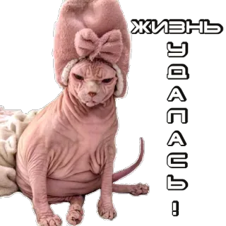 🤒 ЖИЗНЬ УДАЛАСЬ! cat, sphynx cat, funny, text, russian, life is good telegram sticker
