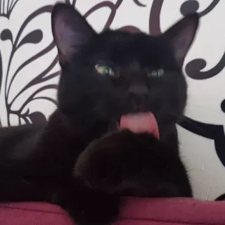 😎 kucing, kucing hitam, menjilat, hewan, hewan peliharaan, peliharaan telegram sticker