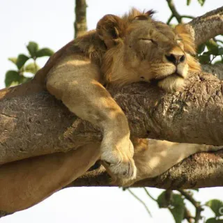 😴 leão, árvore, animal, vida selvagem, sono telegram sticker