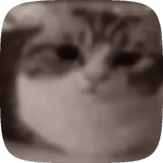 🤯 kot, zwierzę, zwierzak, kociak, słodki, domowy whatsapp sticker