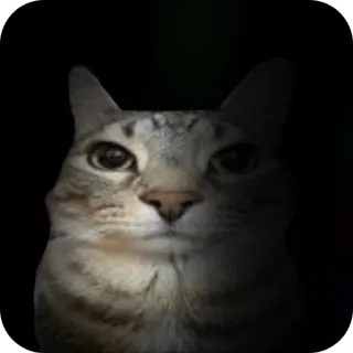 🐱 gatto, animale, animale domestico, felino, gatto domestico telegram sticker