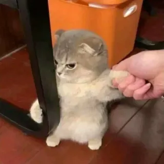😡 cat, animal, kitten, funny, cute, pet telegram sticker
