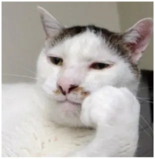 😒 кот, думающий, задумчивый, питомец, животное, смешной, мем telegram sticker