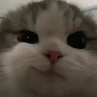 🩹 Katze, süß, Tier, Haustier, Kätzchen whatsapp sticker