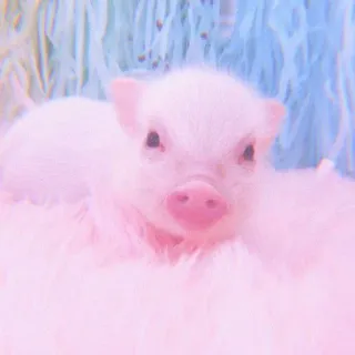 🐽 piglet, baby pig, animal, cute, pink telegram sticker