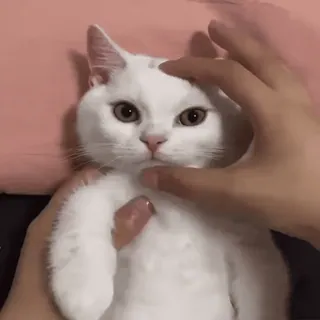 😾 gato, animal de estimação, gato branco, animal, fofo, animal doméstico, mão, acariciando telegram sticker