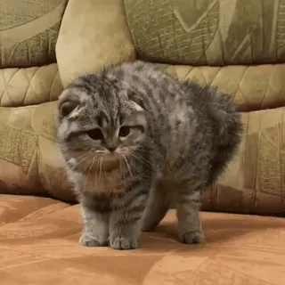 😡 kucing, anak kucing, hewan peliharaan, hewan, lucu, scottish fold, felin telegram sticker