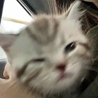 😉 кот, домашнее животное, животное, котёнок, милый, домашнее животное telegram sticker