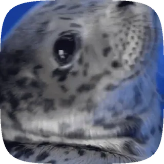 🦭 foka, zwierzę, ssak, słodki, dzika przyroda, ocean telegram sticker