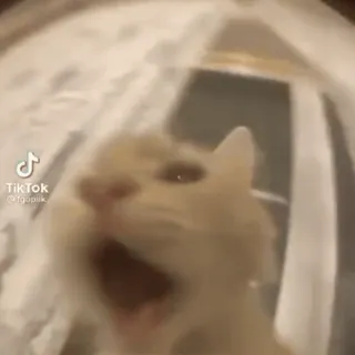 🤬 TikTok
@fgopiik кот, животное, мем, питомец, смешной whatsapp sticker