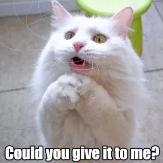 😻 Could you give it to me? gato, divertido, meme, rogando, lindo, animal telegram sticker