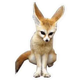 🦊 fennec fox, fox, animal, cute, desert fox telegram sticker