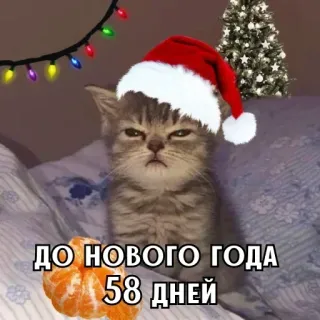 🎄 ДО НОВОГО ГОДА 58 ДНЕЙ chat, noël, nouvel an, mandarine whatsapp sticker