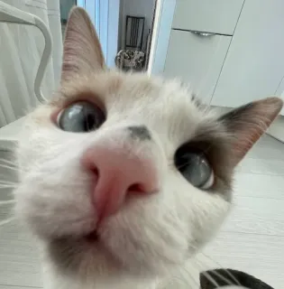 😳 gato, animal, mascota, lindo, doméstico, peludo, ojos azules telegram sticker