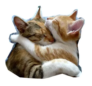🐱 gatos, abrazos, animales, amistad, gatitos, amor, lindo telegram sticker