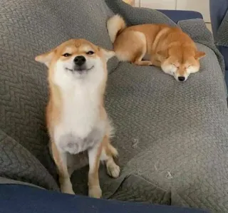 🐗 dog, shiba inu, pet, animal, domestic animal, mammal, couch, sleeping, happy dog, cute telegram sticker
