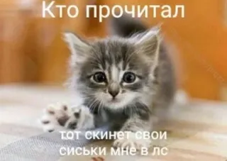😍 Кто прочитал
тот скинет свои сиськи мне в лс cat, kitten, offensive, request, meme telegram sticker