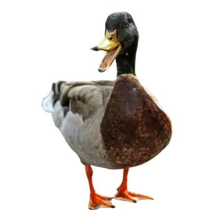 🦆 утка, кряква, животное, природа, птица telegram sticker
