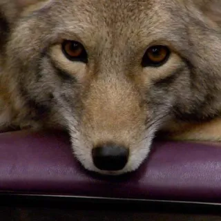 😶 coyote, animale, fauna selvatica, ritratto, mammifero telegram sticker