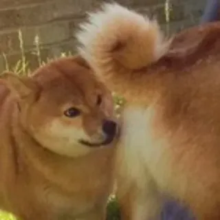 🕵 cane, Shiba Inu, animale domestico, animale, carino, animale domestico telegram sticker