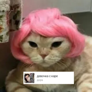 🌟 девочка с каре 
 дора cat, pink wig, meme, funny, animal, pet, cute telegram sticker