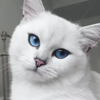 😾 Katze, weiße Katze, blaue Augen, Tier, süß, Haustier, Haustier, Katzenartig telegram sticker