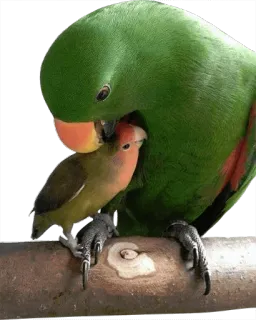😚 parrots, birds, lovebirds, affection, animals, nature telegram sticker