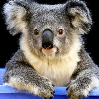 🐨 koala, animal, cute, australia, marsupial telegram sticker