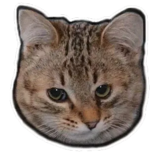 😯 chat, animal, animal de compagnie, chat domestique, chat tigré, félin telegram sticker