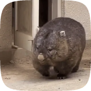 🏃♂️ wombat, động vật, thú có túi, úc, dễ thương telegram sticker