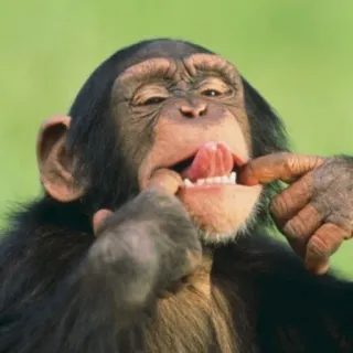 🐒 singe, animal, langue, chimpanzé telegram sticker