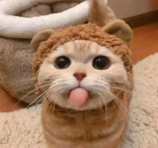 😛 Katze, Kätzchen, Tier, Haustier, süß, Zunge, Hut, lustig telegram sticker