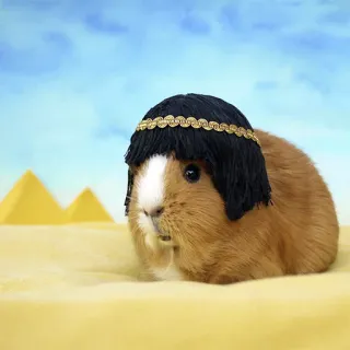 🔺 guinea pig, Egypt, pyramids, pet, animal, funny, costume telegram sticker