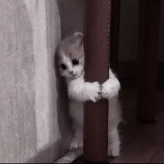 🍡 小猫, 猫, 可爱, 动物, 宠物, 粘人 telegram sticker