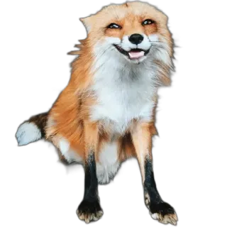😃 fox, animal, wildlife, nature, mammal, cute telegram sticker