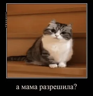 🤰 а мама разрешила? gato, animal de estimação, animal, escadas, fofo, gatinho telegram sticker