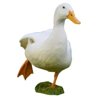 🦆 утка, белый, птица, животное telegram sticker