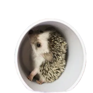 😚 hedgehog, animal, cute, pet telegram sticker